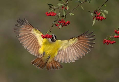 Great Kiskadee (Pitangus sulphuratus) flying while feeding on red berries, Texas, USA