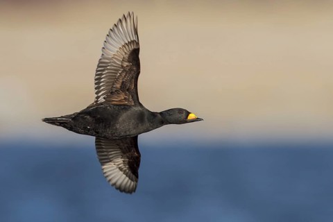 Black Scoter (Melanitta nigra) flying over the Hudson's Bay in Churchill, Manitoba Canada