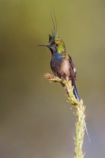 Wire-crested Thorntail (Popelairia popelairii) perched on a branch in Manu National Park, Peru