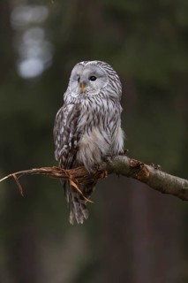 One Ural owl (Strix uralensis) sitting on a branch of a tree in a forest