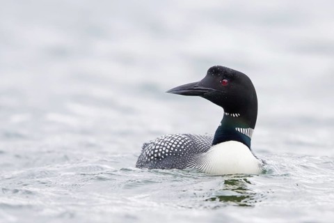 Common loon, (Gavia immer), animals, birds, loon species, swims, waters, Ljósavatn, Norðurland