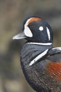 Harlequin Duck (Histrionicus histrionicus) male