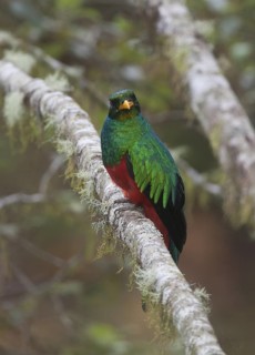 Golden-headed Quetzal (Pharomachrus auriceps) male, Pichincha, Ecuador