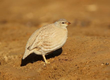Sand Partridge (Ammoperdix heyi) female, Dofhar, Oman