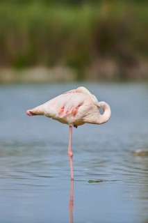 Greater Flamingo (Phoenicopterus roseus) standing in the water, Parc Naturel Regional de Camargue,