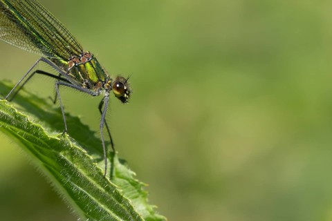 Banded demoiselle damselfly (Calopteryx splendens) adult female insect resting on a plant leaf in