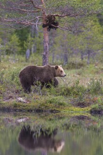 Eurasian Brown Bear (Ursus arctos) mother with cub, Finland