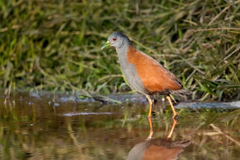 Black-tailed Crake (Porzana bicolor) foraging, Yunnan, China