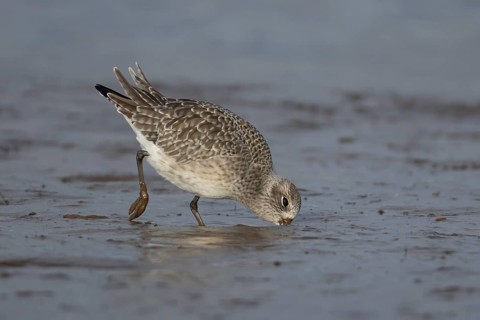 Grey plover (Pluvialis squatarola) adult wading bird in winter plumage feeding on a mudflat on a