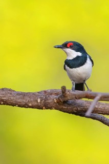 Lappet-faced Flycatcher (Platysteira cyanea), Sita Joyeh Baobab island, Farasutu, South Bank,