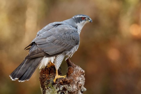 Northern Goshawk (Accipiter gentilis), adult male, Castile and Leon, Spain