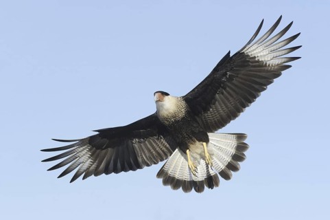 Northern Crested Caracara (Caracara cheriway) flying, Texas, USA