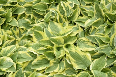 Funkia (Hosta 'Wide Brim'), Rhodo 2014, Bad Zwischenahn, Lower Saxony, Germany