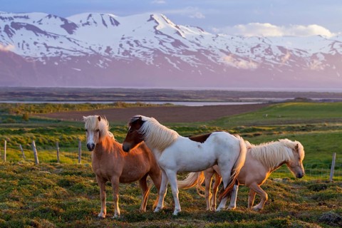 Icelandic horse, Icelandic, Icelandic pony, horses, animals, mammals, three, small horse, small