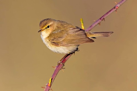 Chiffchaff, Phylloscopus collybita, Phylloscopus collybitus, Nahe valley, Rhineland-Palatinate,