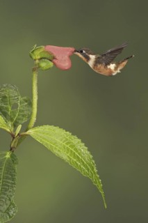 Purple-throated Woodstar (Calliphlox mitchellii), Ecuador