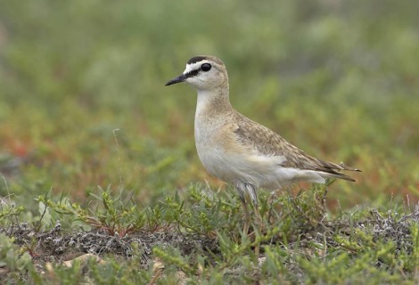 Mountain Plover (Charadrius montanus), Montana, USA