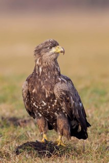 Seeadler, White-tailed Eagle, White-tailed Sea Eagle, Haliaeetus albicilla, Haliaaetus albicilla