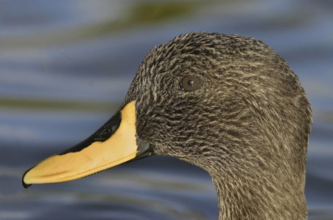 Yellow-billed Duck (Anas undulata), Arizona, USA