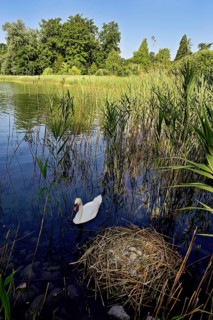 Mute swan (Cygnus olor), male swimming in front of nest with four eggs, Cham, Lake Zug, Canton Zug,