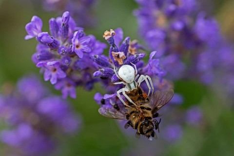 Goldenrod crab spider (Misumena vatia) eats a honey bee, Animals, Insects, Spiders,