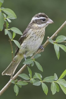 Rose-breasted Grosbeak (Pheucticus ludovicianus), Ontario, Canada