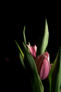 Pink tulips with delicate petals and green leaves are beautifully illuminated against a dark