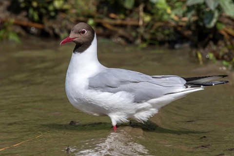 LachmÃ¶we