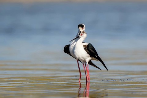 Black-winged Stilt (Himantopus himantopus) pair displaying, Lesvos, Greece