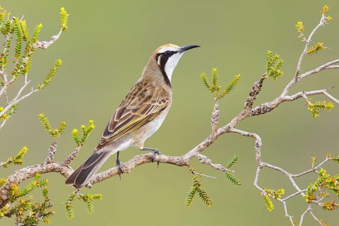 Tawny-crowned Honeyeater (Gliciphila melanops), Kangaroo Island, South Australia, Australia