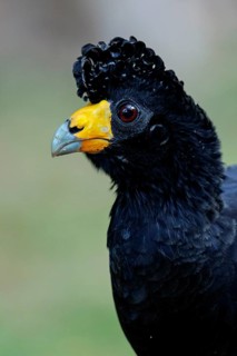 Black Curassow (Crax alector) perched on the ground in the rainforest of Guyana