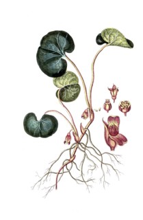 Asarum europaeum, common hazelwort, native hazelwort, digital reproduction of a historical