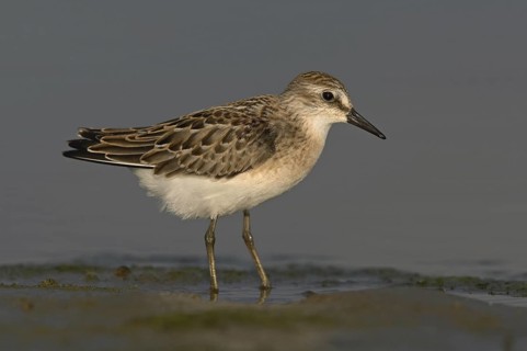 Semipalmated Sandpiper (Calidris pusilla), Ohio, USA