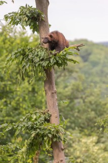 One wolverine, (Gulo gulo), sitting high in a tree. A hazy sky and some green trees in the