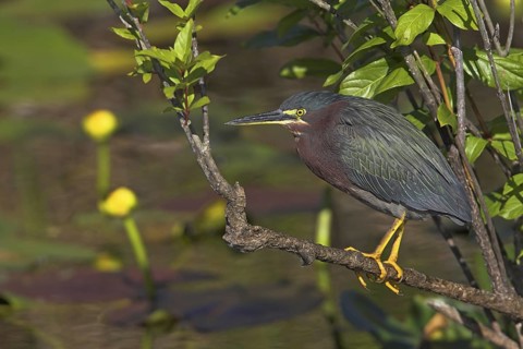 Green Heron (Butorides virescens), Florida, USA