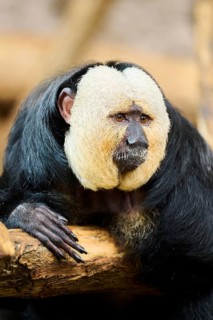 White-faced saki (Pithecia pithecia), male, portrait, captive, Germany