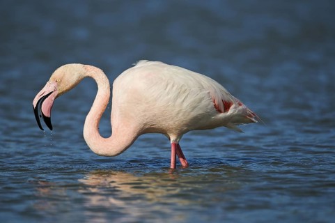 Rosaflamingo (Phoenicopterus ruber) Greater Flamingo