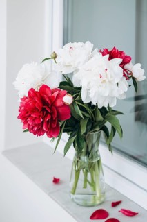 A beautiful arrangement of white and red peonies in a clear glass vase, positioned on a white