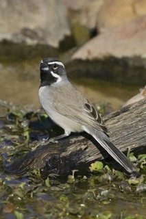 Black-throated Sparrow (Amphispiza bilineata), Arizona, USA