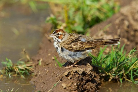 Lark Sparrow Chondestes grammacus Empire-Cienega National Conservation Area. Arizona, United States