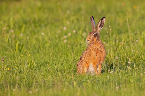 European hare (Lepus europaeus) sitting in the sun on a green meadow in summer, Baden-Württemberg,