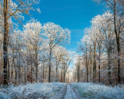 Hiking trail through oak forest with hoarfrost in winter under blue sky, near Luther city Eisleben,