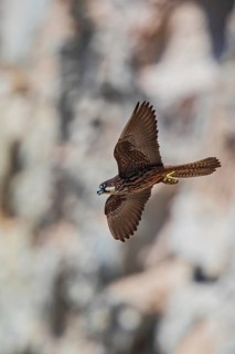 Eleonora's Falcon (Falco eleonorae) young female flying, Sardinia, Italy
