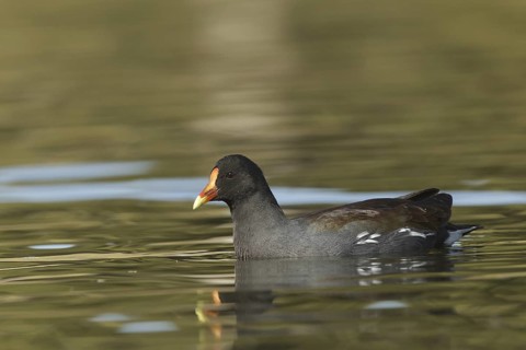 Common Gallinule (Gallinula galeata), California, USA
