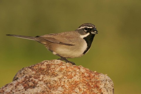 Black-throated Sparrow (Amphispiza bilineata), Arizona, USA
