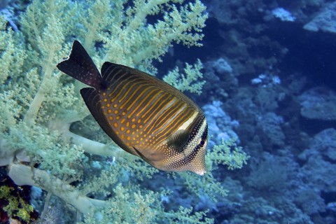 Indian sailfin doctor (Zebrasoma desjardinii)