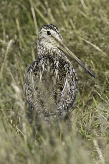 South American Snipe (Gallinago paraguaiae magellanica), Falkland Islands