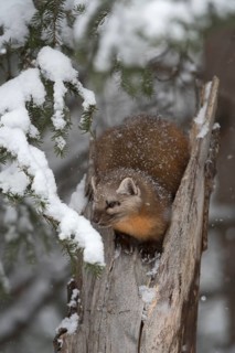 American Marten (Martes americana) climbing in tree, Yellowstone National Park, USA