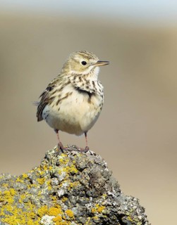 Meadow Pipit (Anthus pratensis), Iceland