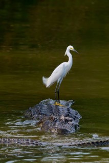 A heron sits quietly on a crocodile in the water and looks sideways, Great Egret (Egretta thula),